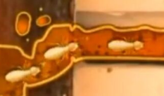廣州白蟻防治.png